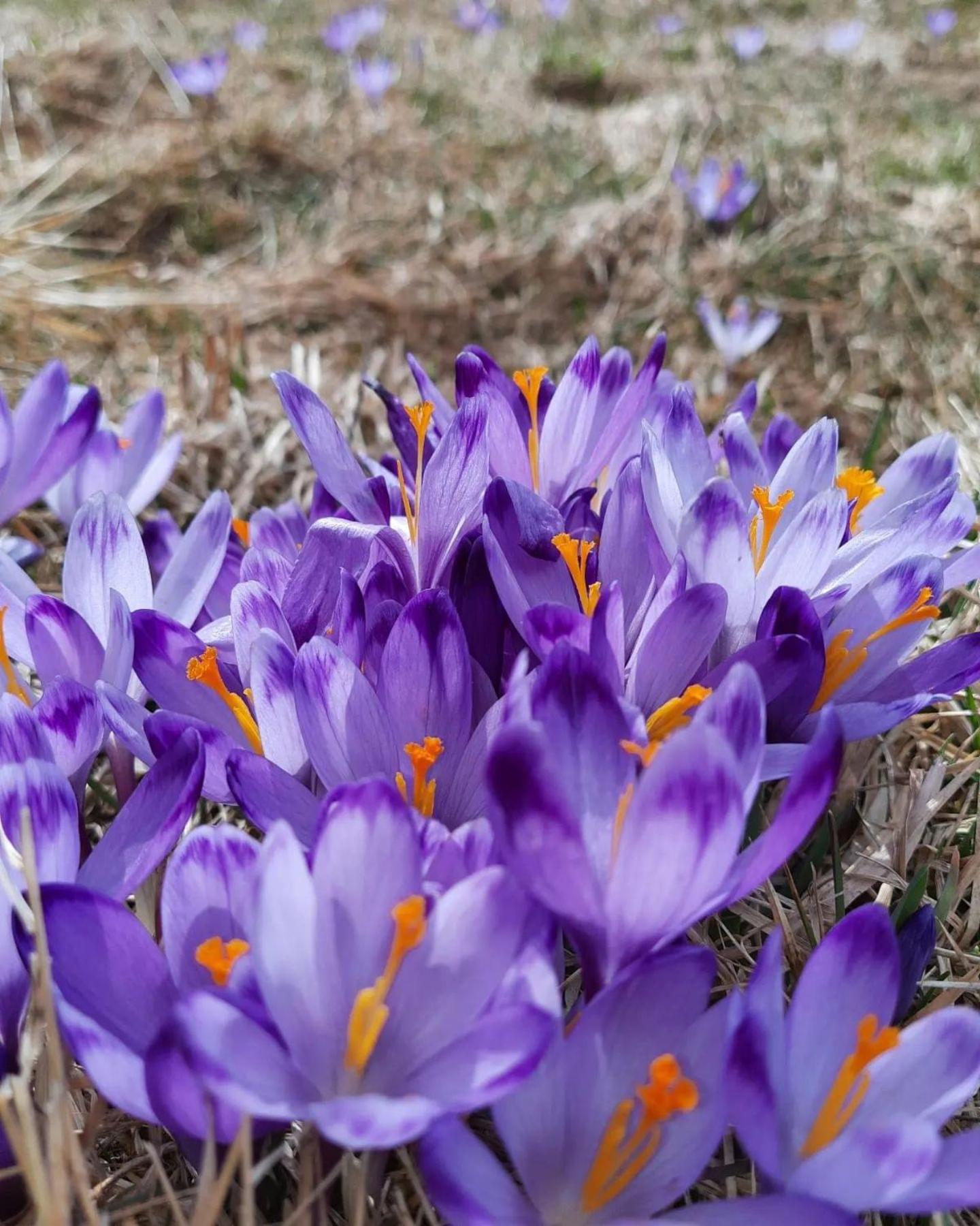 Goralska Chata Przy Dolinie Chocholowskiej Witów Exterior foto